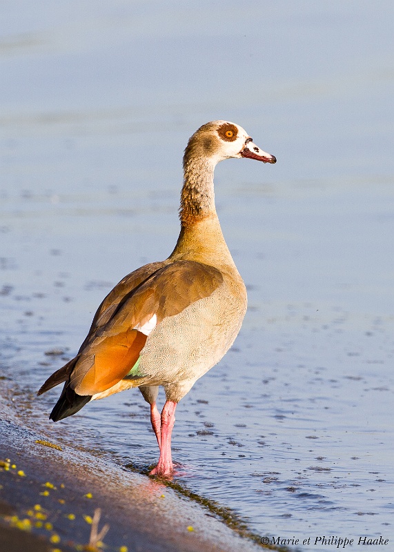 Ouette 2806_wm.jpg - Ouette d'Égypte sauvage, Alopochen aegyptiaca, wild Egyptian Goose, sur le Rhin (Alsace, France, avril 2011)